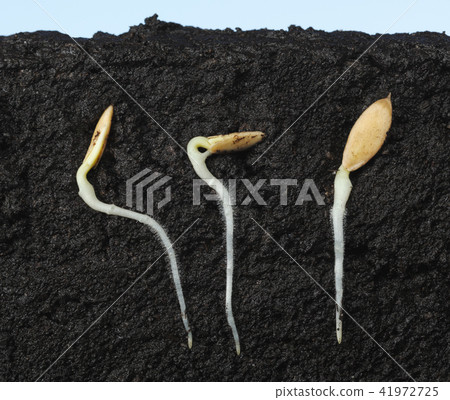 Three cucumber seeds growing in ground Three cucumber seeds growing in ground 41972725