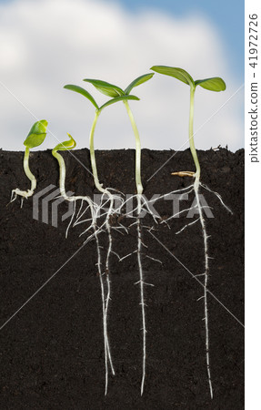 Long roots of cucumber sprouts under ground Long roots of cucumber sprouts under ground 41972726