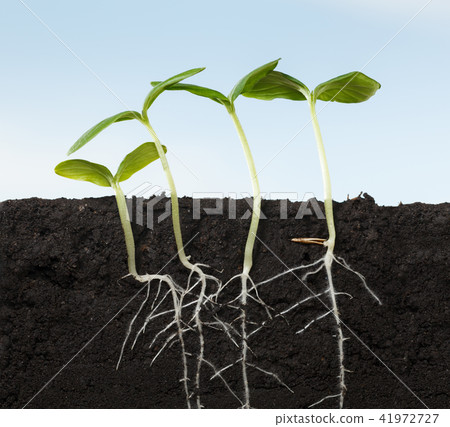 Four growing kale seedlings Four growing kale seedlings 41972727