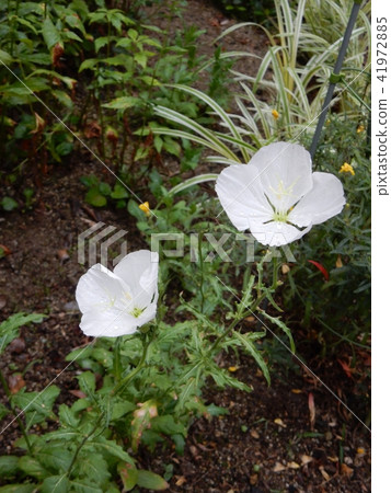 Evening Primrose (Tsukimisawa) Evening Primrose (Tsukimisawa) 41972885