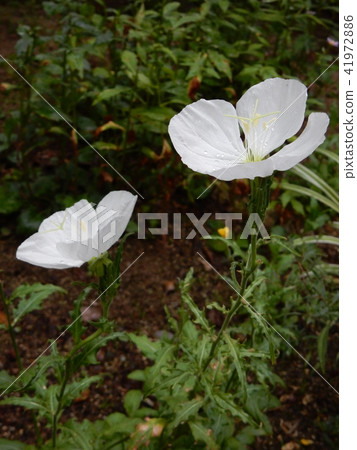 月見草（Tsukimisawa） 41972886