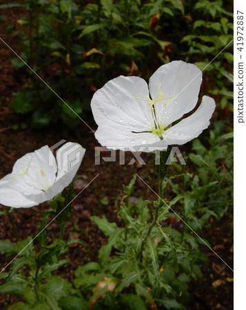 Evening Primrose (Tsukimisawa) 41972887