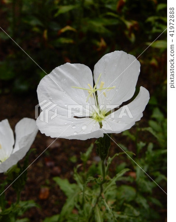 Evening Primrose (Tsukimisawa) 41972888