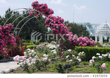 玫瑰玫瑰粉紅玫瑰 41973059