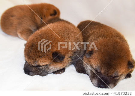 Three Shiba Inu babies asleep Three Shiba Inu babies asleep 41973232