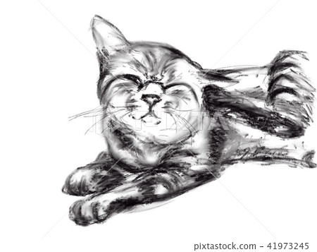 Cat Illustration Cat Illustration 41973245