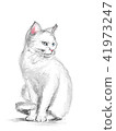 白色貓圖 41973247