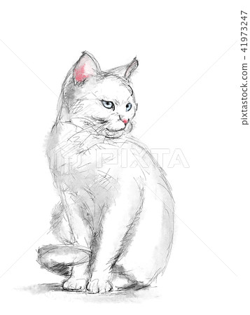 白色貓圖 41973247
