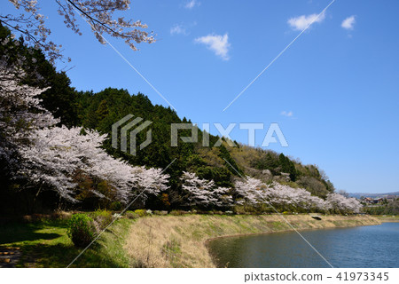 Cherry Blossoms Cherry Blossoms 41973345