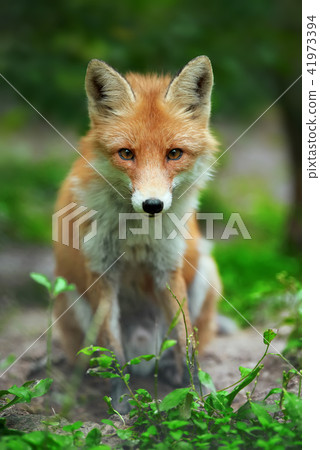Portrait of a red fox (Vulpes vulpes) 41973394