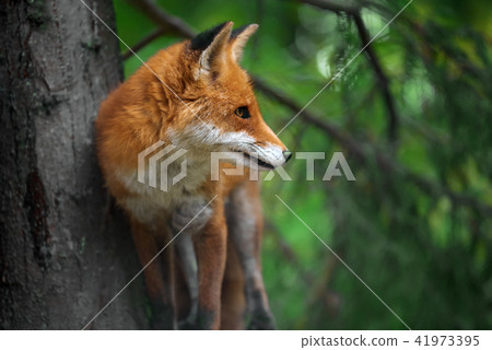 Portrait of a red fox (Vulpes vulpes) 41973395