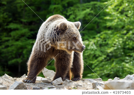 European brown bear in a forest landscape European brown bear in a forest landscape 41973403
