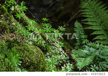 leaf leaf 41973815