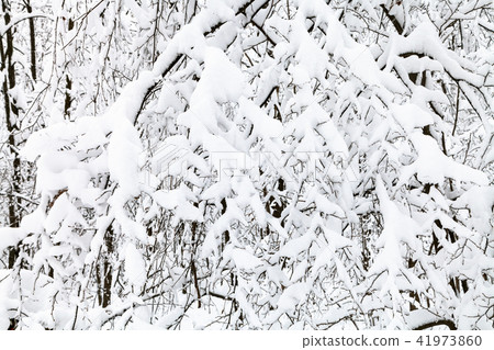snow-covered branches in winter forest snow-covered branches in winter forest 41973860