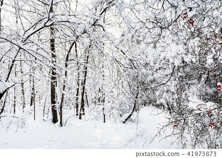 snowy footpath in forest park in winter morning snowy footpath in forest park in winter morning 41973873