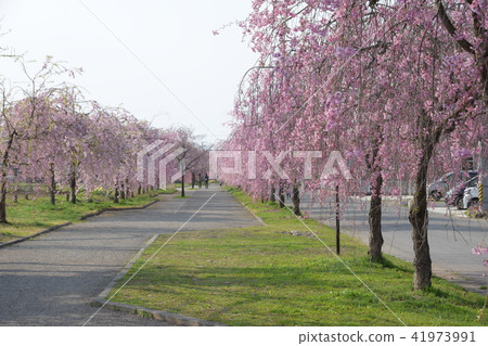 垂枝櫻花自行車道Kitakata 41973991