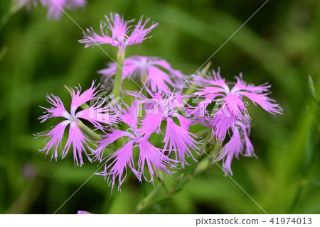 Kawara Nadesico花 41974013