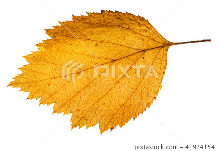 yellow fallen leaf of hawthorn tree isolated yellow fallen leaf of hawthorn tree isolated 41974154
