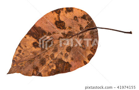 back side of decayed dried leaf of apple tree 41974155