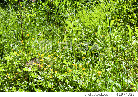 green meadow with buttercup flowers in forest green meadow with buttercup flowers in forest 41974325