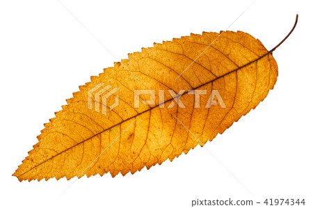 autumn yellow leaf of ash tree isolated 41974344