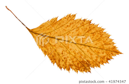 rotten dried leaf of hawthorn tree isolated rotten dried leaf of hawthorn tree isolated 41974347