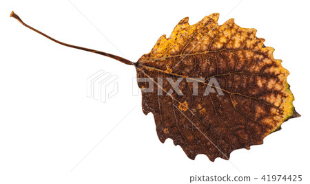 rotten dried leaf of aspen tree isolated rotten dried leaf of aspen tree isolated 41974425