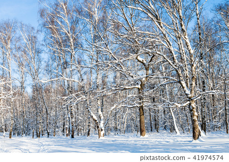view of forest glade in sunny winter day view of forest glade in sunny winter day 41974574