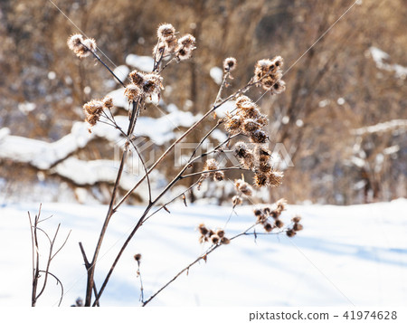 dried thistle at the edge of forest in winter dried thistle at the edge of forest in winter 41974628