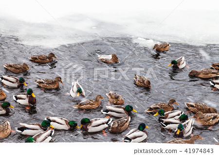 many ducks swimming in ice hole of frozen lake 41974843