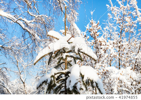 snow-covered spruce tree in snowy forest 41974855