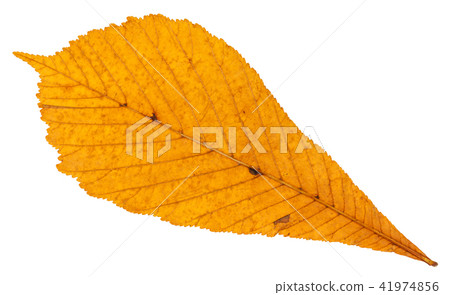 back side of dried autumn leaf of horse chestnut 41974856