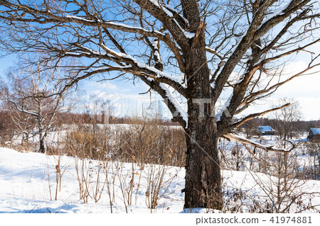 view of old birch in sunny winter day in village view of old birch in sunny winter day in village 41974881