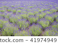 Lavender field 41974949