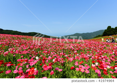 Poppies blooming in the blue sky Poppies blooming in the blue sky 41974964