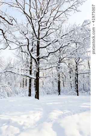 oak on snowy meadow in forest in winter morning 41975007
