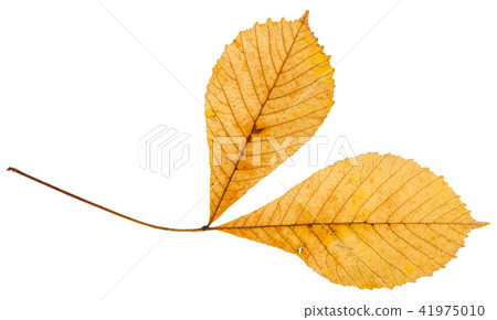 twig with two yellow leaves of horse chestnut tree twig with two yellow leaves of horse chestnut tree 41975010
