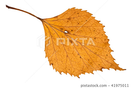 autumn holey yellow leaf of birch tree isolated 41975011