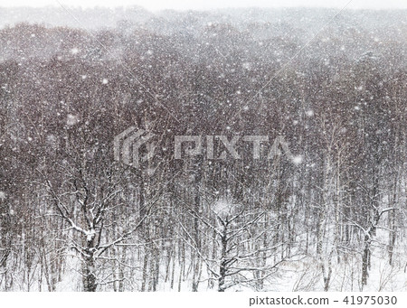 snowstorm over trees in park in winter snowstorm over trees in park in winter 41975030