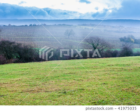 landscape with vineyard in Alsace in winter rain 41975035