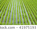 Paddy field rice production rice ear 41975193