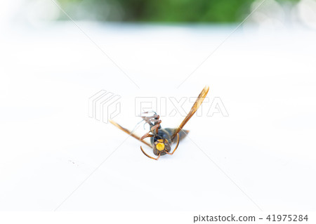 甜菜胴體 41975284