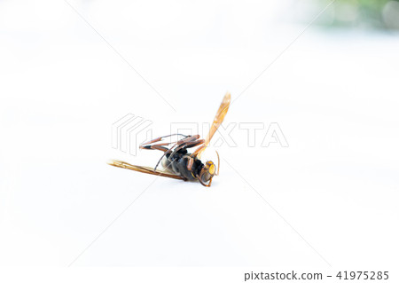 甜菜胴體 41975285