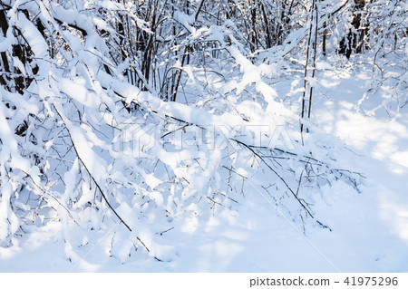 snow-covered bush in forest in sunny winter day 41975296
