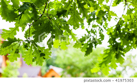 green leaves of oak tree in village in summer green leaves of oak tree in village in summer 41975303
