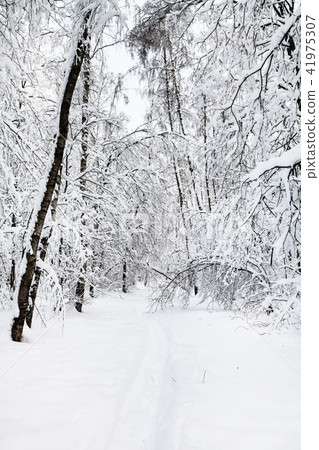 snow-covered path in urban park in winter snow-covered path in urban park in winter 41975307