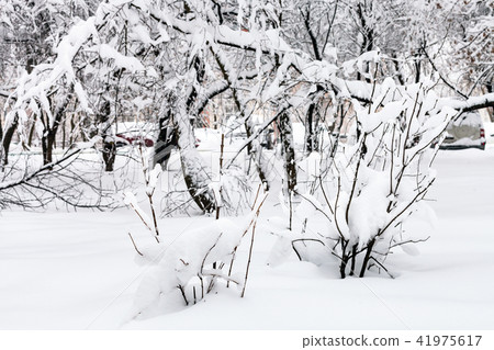 snow-covered shrubs and trees in urban garden snow-covered shrubs and trees in urban garden 41975617