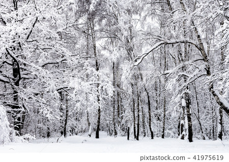 birch grove and oak tree in snowy forest in winter 41975619