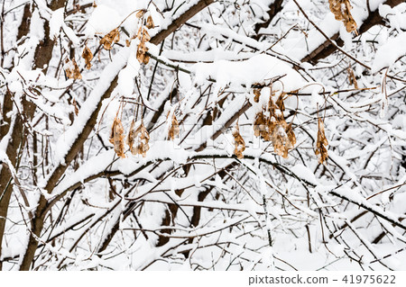 maple seeds on snow-covered trees in snowy forest 41975622