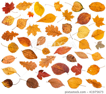 many various dried autumn fallen leaves isolated many various dried autumn fallen leaves isolated 41975673